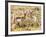 Prong Horn Antelopes, Yellowstone National Park, Wyoming, USA-Tom Norring-Framed Photographic Print