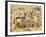 Prong Horn Antelopes, Yellowstone National Park, Wyoming, USA-Tom Norring-Framed Photographic Print