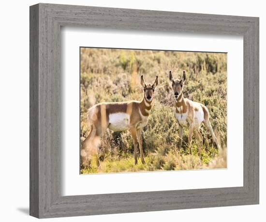 Prong Horn Antelopes, Yellowstone National Park, Wyoming, USA-Tom Norring-Framed Photographic Print