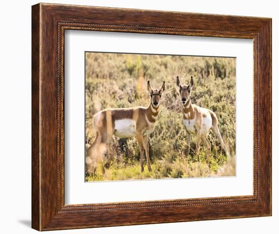 Prong Horn Antelopes, Yellowstone National Park, Wyoming, USA-Tom Norring-Framed Photographic Print