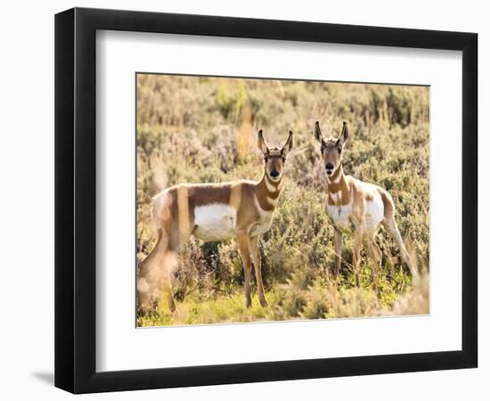 Prong Horn Antelopes, Yellowstone National Park, Wyoming, USA-Tom Norring-Framed Photographic Print