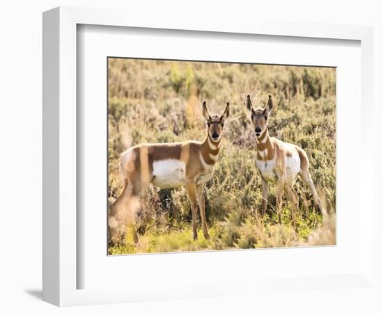 Prong Horn Antelopes, Yellowstone National Park, Wyoming, USA-Tom Norring-Framed Photographic Print