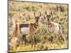 Prong Horn Antelopes, Yellowstone National Park, Wyoming, USA-Tom Norring-Mounted Photographic Print
