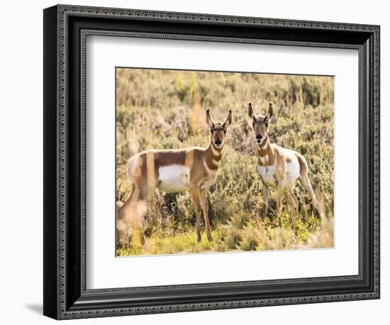 Prong Horn Antelopes, Yellowstone National Park, Wyoming, USA-Tom Norring-Framed Photographic Print