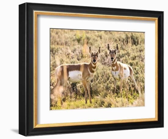 Prong Horn Antelopes, Yellowstone National Park, Wyoming, USA-Tom Norring-Framed Photographic Print