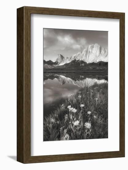 Pronghorn and Dragon Head Peaks BW-Alan Majchrowicz-Framed Photographic Print