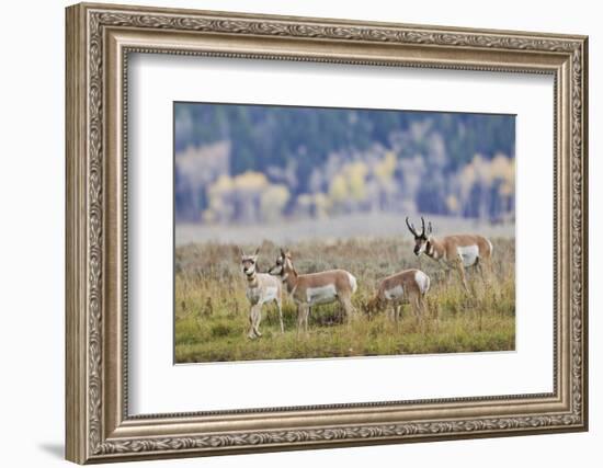 Pronghorn Antelope Buck and Does-Ken Archer-Framed Photographic Print