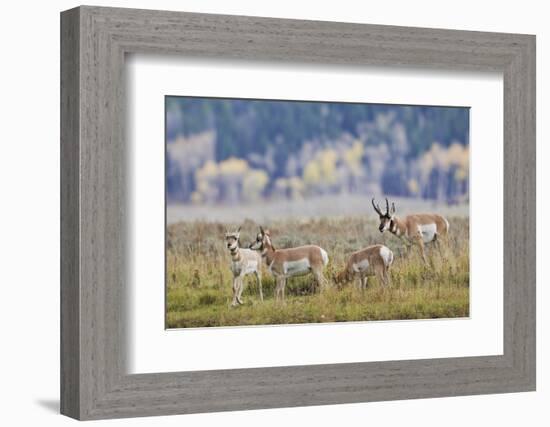 Pronghorn Antelope Buck and Does-Ken Archer-Framed Photographic Print