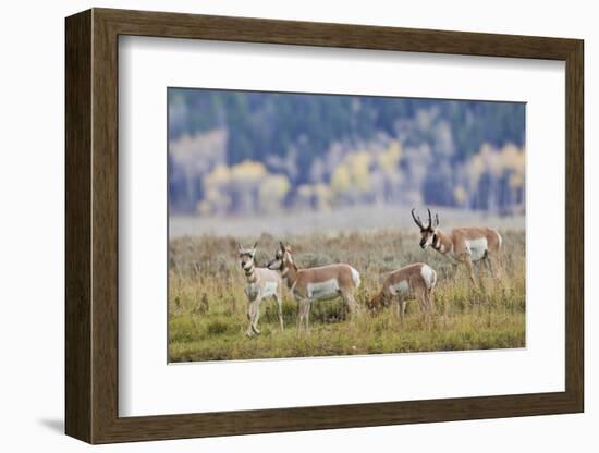 Pronghorn Antelope Buck and Does-Ken Archer-Framed Photographic Print