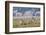 Pronghorn Antelope Buck and Does-Ken Archer-Framed Photographic Print