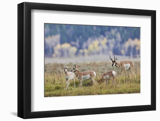 Pronghorn Antelope Buck and Does-Ken Archer-Framed Photographic Print