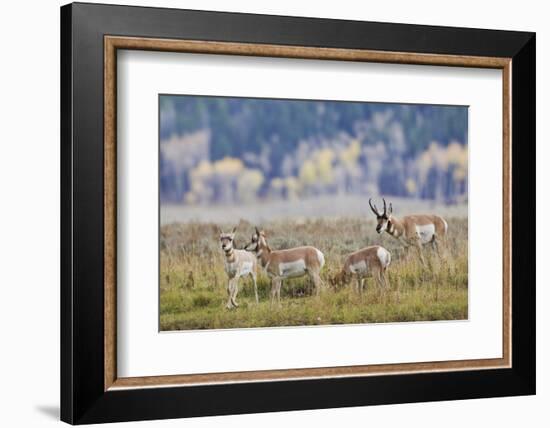 Pronghorn Antelope Buck and Does-Ken Archer-Framed Photographic Print