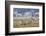 Pronghorn Antelope Buck and Does-Ken Archer-Framed Photographic Print