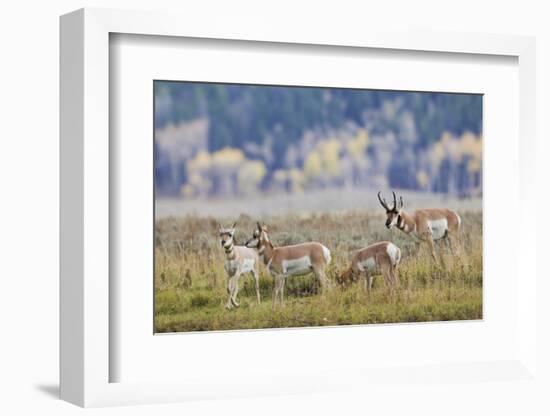 Pronghorn Antelope Buck and Does-Ken Archer-Framed Photographic Print