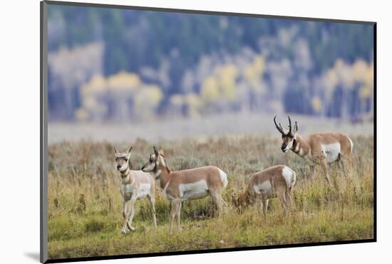 Pronghorn Antelope Buck and Does-Ken Archer-Mounted Photographic Print