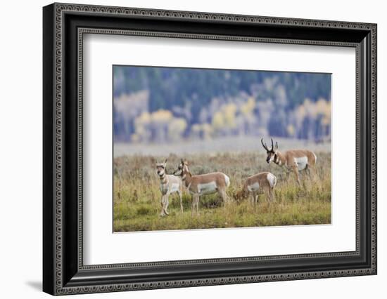 Pronghorn Antelope Buck and Does-Ken Archer-Framed Photographic Print