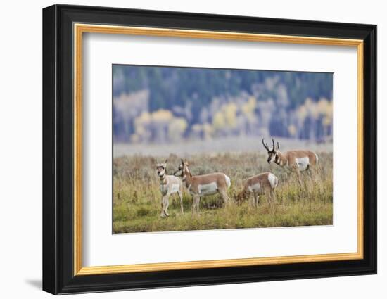 Pronghorn Antelope Buck and Does-Ken Archer-Framed Photographic Print