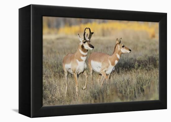 Pronghorn Antelope Buck Courting Doe-Ken Archer-Framed Premier Image Canvas