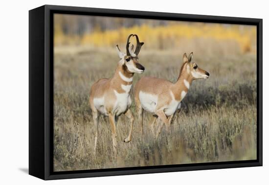 Pronghorn Antelope Buck Courting Doe-Ken Archer-Framed Premier Image Canvas