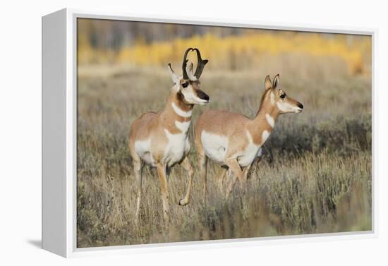 Pronghorn Antelope Buck Courting Doe-Ken Archer-Framed Premier Image Canvas