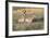 Pronghorn Antelope Buck Courting Doe-Ken Archer-Framed Photographic Print