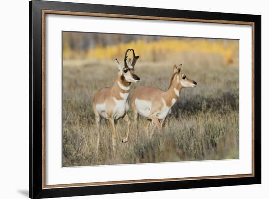 Pronghorn Antelope Buck Courting Doe-Ken Archer-Framed Photographic Print