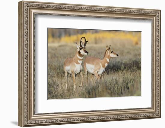 Pronghorn Antelope Buck Courting Doe-Ken Archer-Framed Photographic Print