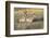 Pronghorn Antelope Buck Courting Doe-Ken Archer-Framed Photographic Print