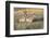 Pronghorn Antelope Buck Courting Doe-Ken Archer-Framed Photographic Print