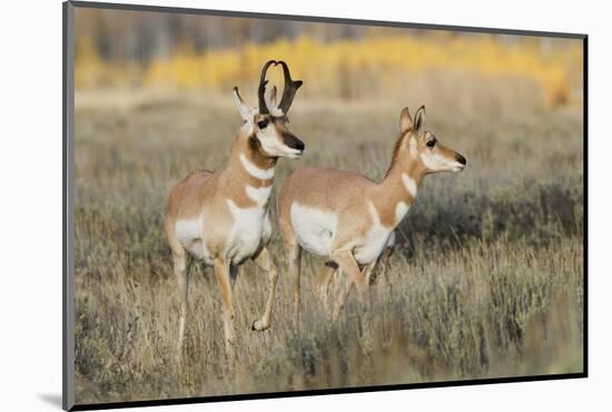Pronghorn Antelope Buck Courting Doe-Ken Archer-Mounted Photographic Print