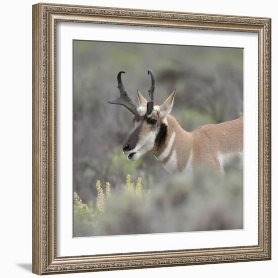 Pronghorn antelope buck feeding on sagebrush, Grand Tetons National Park, Wyoming-Maresa Pryor-Framed Photographic Print