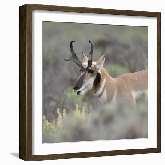 Pronghorn antelope buck feeding on sagebrush, Grand Tetons National Park, Wyoming-Maresa Pryor-Framed Photographic Print