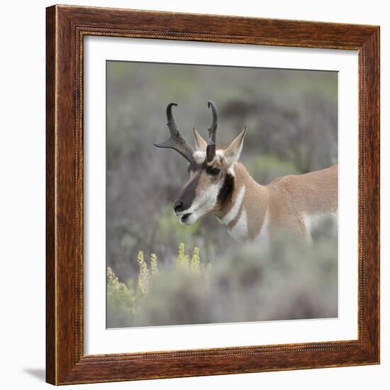 Pronghorn antelope buck feeding on sagebrush, Grand Tetons National Park, Wyoming-Maresa Pryor-Framed Photographic Print