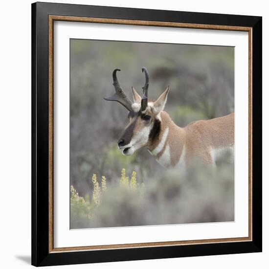 Pronghorn antelope buck feeding on sagebrush, Grand Tetons National Park, Wyoming-Maresa Pryor-Framed Photographic Print