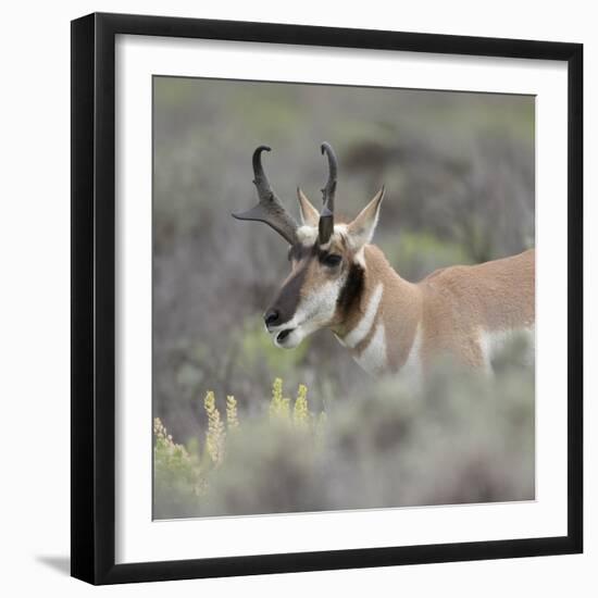 Pronghorn antelope buck feeding on sagebrush, Grand Tetons National Park, Wyoming-Maresa Pryor-Framed Photographic Print