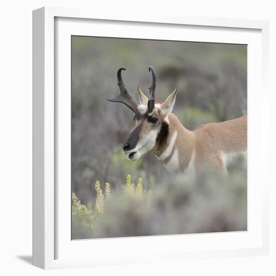 Pronghorn antelope buck feeding on sagebrush, Grand Tetons National Park, Wyoming-Maresa Pryor-Framed Photographic Print