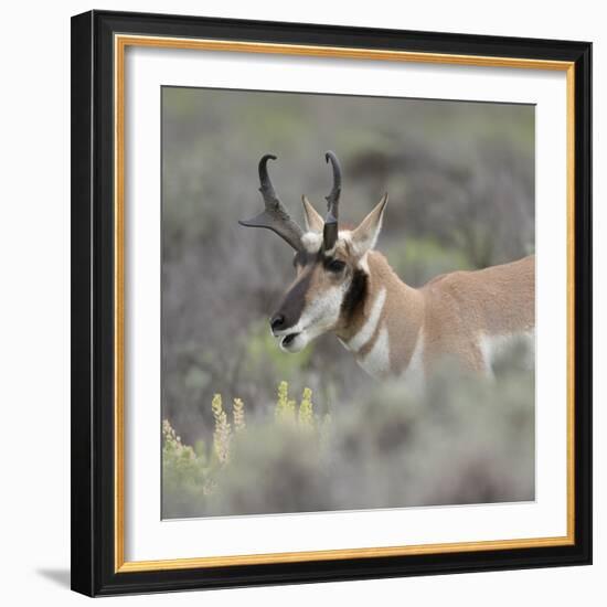 Pronghorn antelope buck feeding on sagebrush, Grand Tetons National Park, Wyoming-Maresa Pryor-Framed Photographic Print