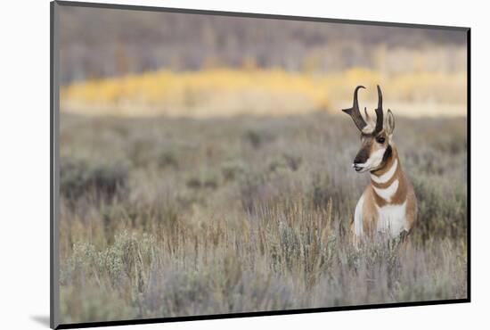 Pronghorn Antelope Buck-Ken Archer-Mounted Photographic Print