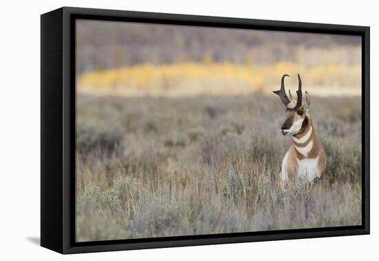 Pronghorn Antelope Buck-Ken Archer-Framed Premier Image Canvas