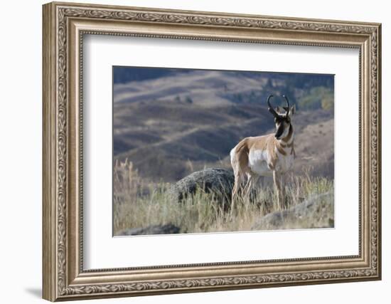 Pronghorn Antelope Buck-Ken Archer-Framed Photographic Print