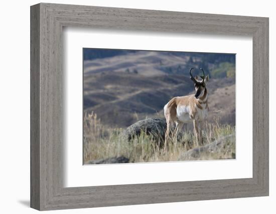 Pronghorn Antelope Buck-Ken Archer-Framed Photographic Print