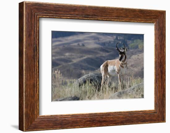 Pronghorn Antelope Buck-Ken Archer-Framed Photographic Print