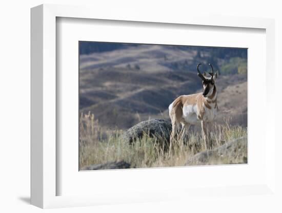 Pronghorn Antelope Buck-Ken Archer-Framed Photographic Print