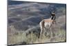 Pronghorn Antelope Buck-Ken Archer-Mounted Photographic Print