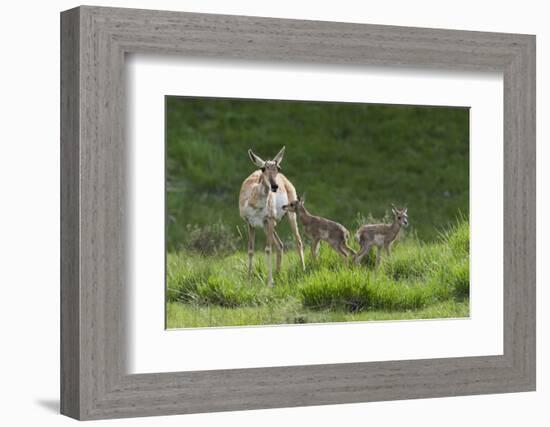 Pronghorn antelope doe with twin newborn fawns-Ken-Framed Photographic Print