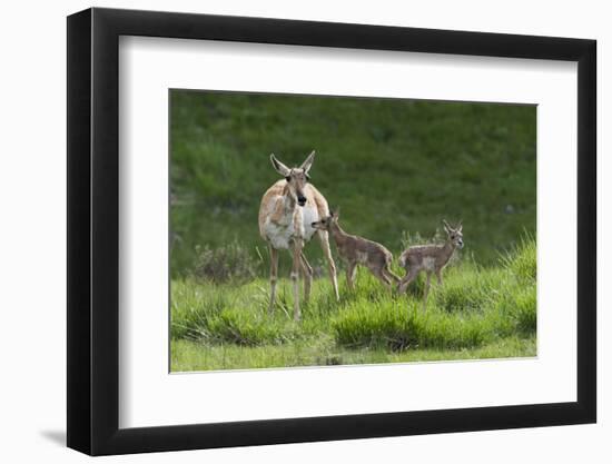 Pronghorn antelope doe with twin newborn fawns-Ken-Framed Photographic Print