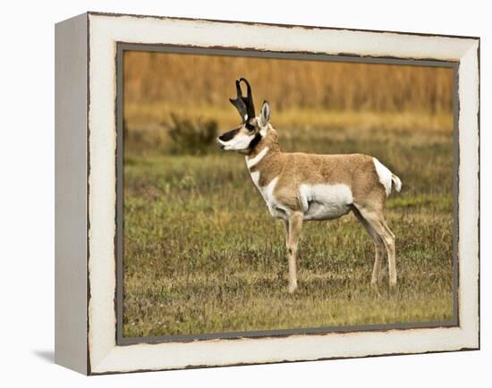 Pronghorn, Antelope Flats, Grand Teton National Park, Wyoming, USA-Michel Hersen-Framed Premier Image Canvas