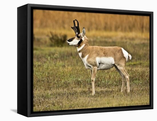 Pronghorn, Antelope Flats, Grand Teton National Park, Wyoming, USA-Michel Hersen-Framed Premier Image Canvas