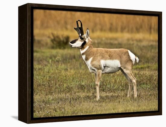 Pronghorn, Antelope Flats, Grand Teton National Park, Wyoming, USA-Michel Hersen-Framed Premier Image Canvas