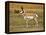 Pronghorn, Antelope Flats, Grand Teton National Park, Wyoming, USA-Michel Hersen-Framed Premier Image Canvas